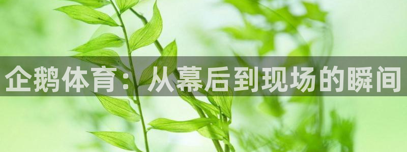 833直播免费体育直播在线观看高清：企鹅体育：从幕后到现场的瞬间