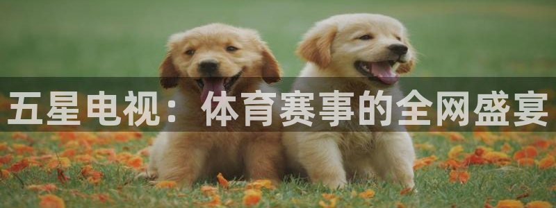 833直播足球比赛在线观看下载：五星电视：体育赛事的全网盛宴